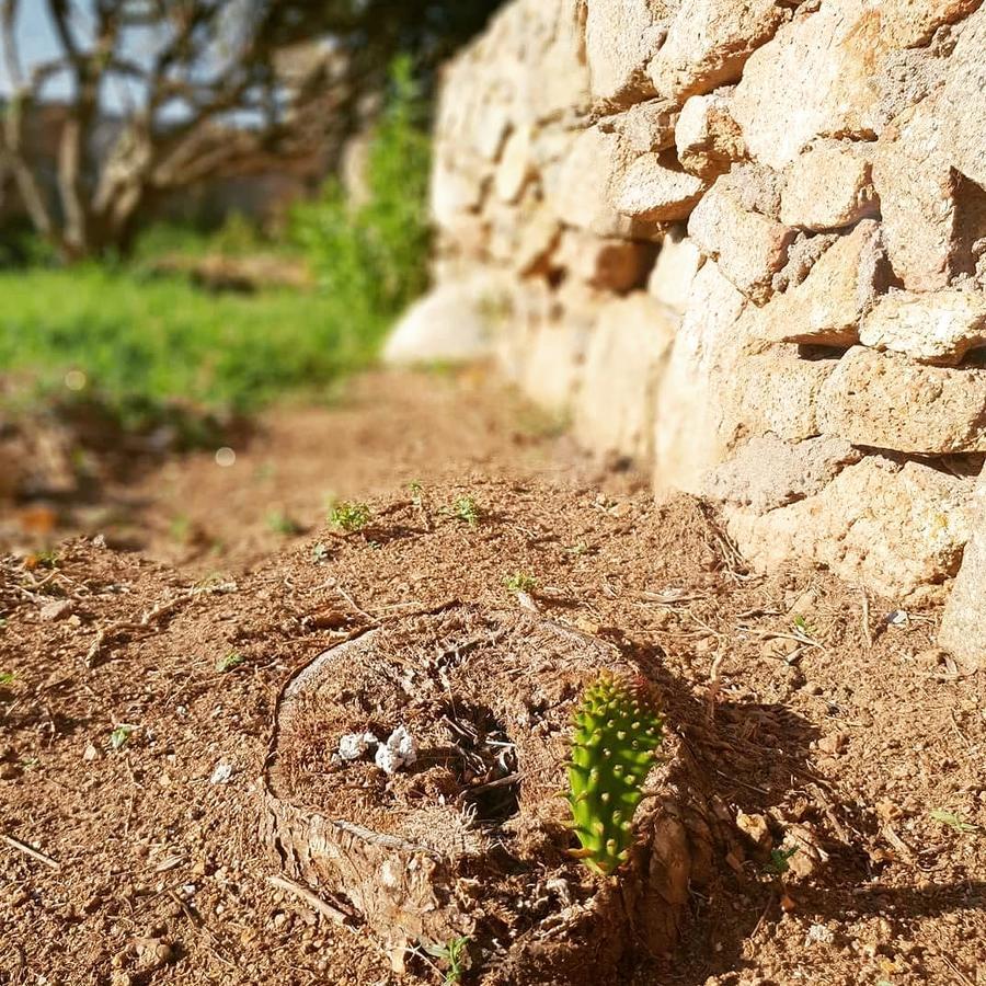 Villa Sprafundu La Maddalena  Exteriör bild